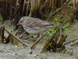 Water Pipit - Anthus spinoletta © John Muddeman